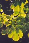 Bladeren van de kastanjeboom